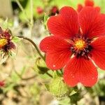 Potentilla atrosanguinea