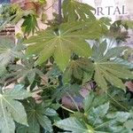 Fatsia japonicaLeaf