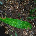 Anacardium spruceanum Leaf