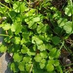 Hydrocotyle sibthorpioides Leaf