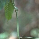 Leea guineensis 樹皮