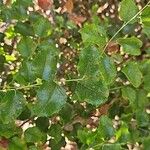 Prunus ilicifolia ഇല
