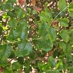 Prunus ilicifolia Leaf