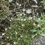 Petrorhagia saxifraga Hábito