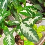 Syngonium wendlandii برگ