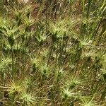 Aegilops geniculata Blüte