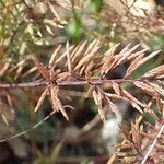 Catapodium rigidum Pokrój