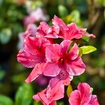 Rhododendron alabamense Blomma