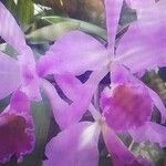 Cattleya jenmanii Λουλούδι