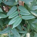 Lonicera acuminata Leaf