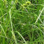 Carex normalis অভ্যাস