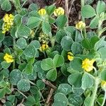 Medicago lupulina Blatt