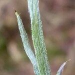 Centaurea solstitialis Lapas