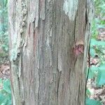 Chaetocarpus schomburgkianus Corteza