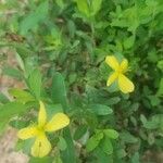 Hypericum hypericoides Квітка