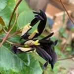 Kennedia nigricans Λουλούδι