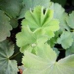 Alchemilla acutiloba Lapas