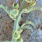 Sphaeralcea angustifolia Ŝelo