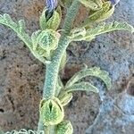 Sphaeralcea angustifolia Corteza