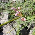 Valeriana angustifoliaКветка