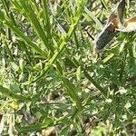 Cytisus scoparius Bark