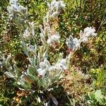 Pardoglossum cheirifolium Habit