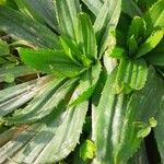 Plantago serraria Hoja