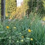 Grindelia squarrosa Fuelha