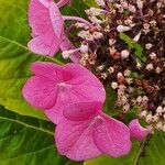 Hydrangea serrata Іншае