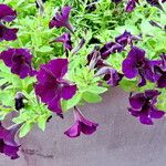 Petunia integrifolia Квітка