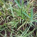 Polypogon viridis Foglia
