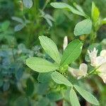 Medicago sativa ഇല