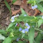 Commelina erecta花