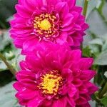 Dahlia pinnata Floare