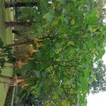 Brugmansia versicolor Habit