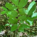 Aralia nudicaulis Φύλλο