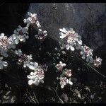 Iberis carnosa Flor