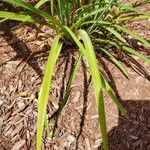 Hemerocallis minor Feuille