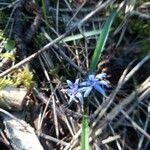 Scilla bifoliaപുഷ്പം