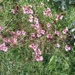 Diascia rigescens Květ