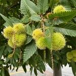 Castanea sativa Mbuma