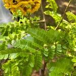 Caesalpinia pluviosa Leaf