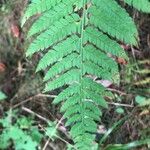 Polystichum aculeatum Likasa