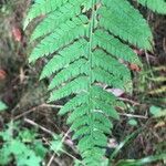 Polystichum aculeatum Blad