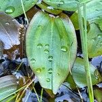 Potamogeton polygonifolius Leaf