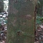 Lecythis persistens Bark