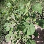 Abutilon theophrasti Vekstform