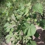 Abutilon theophrasti Habitus