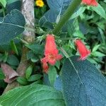 Kohleria spicata Flower