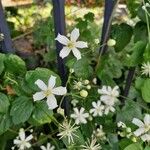 Clematis virginiana Flor